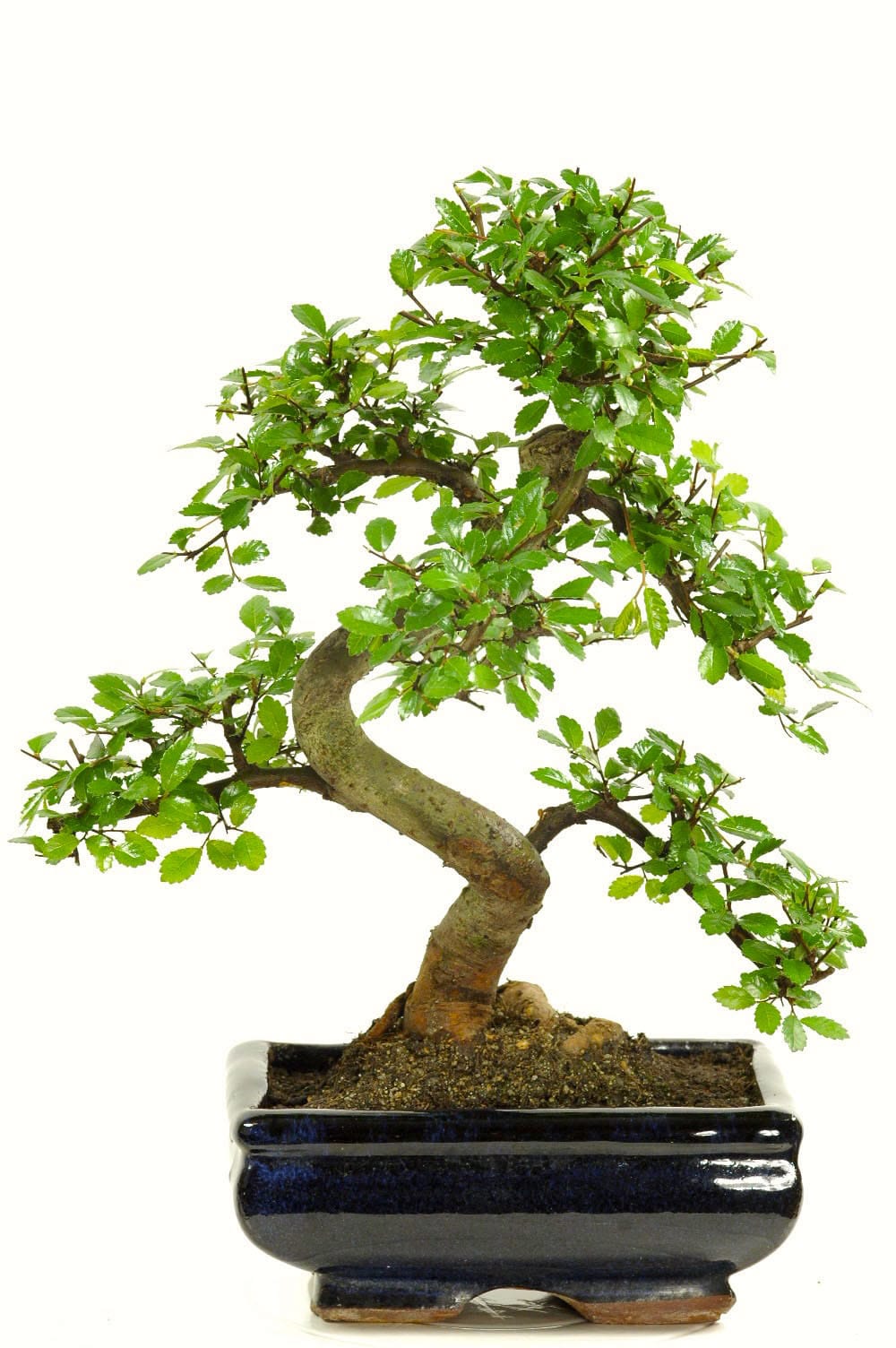 Sensational unusual gift for him or her