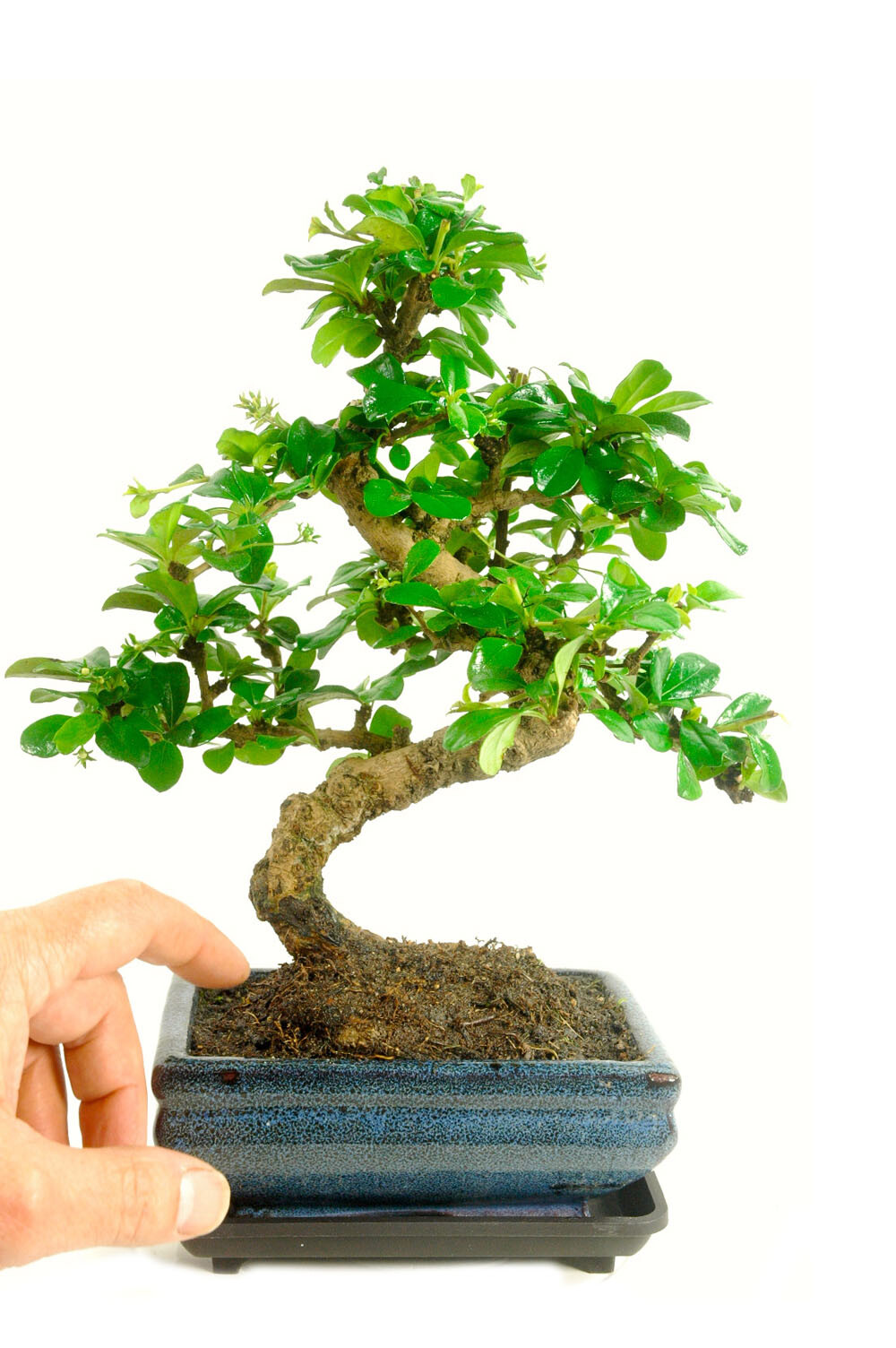 Beautiful twisty Carmona bonsai = Fukien Tea tree with white flowers