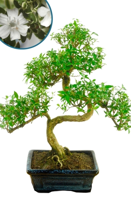 Flowering 8 year old Tree of a Thousand Stars / Serissa foetida bonsai tree for sale UK