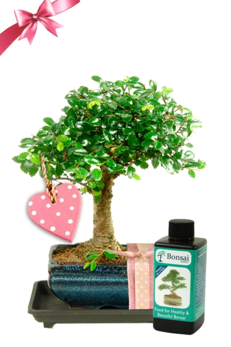 Artistic Woodland-Style Chinese Elm Mother's Day Bonsai Kit