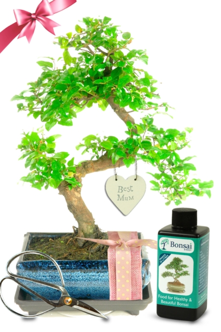 An Elegant Sweet Plum S-Shaped Mothers Day Bonsai Gift