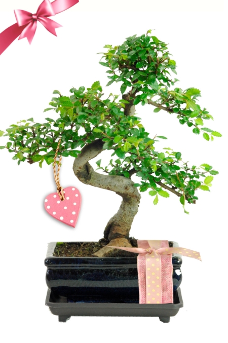 Twiggy Mother's Day Bonsai Gift - Chinese Elm Beginners Bonsai Gift