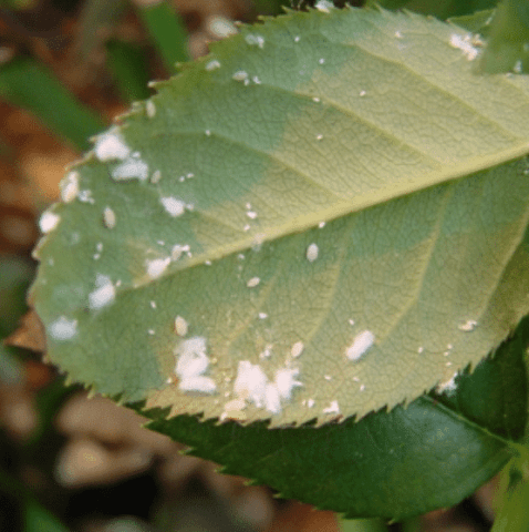Mealy bug & other Bonsai bugs