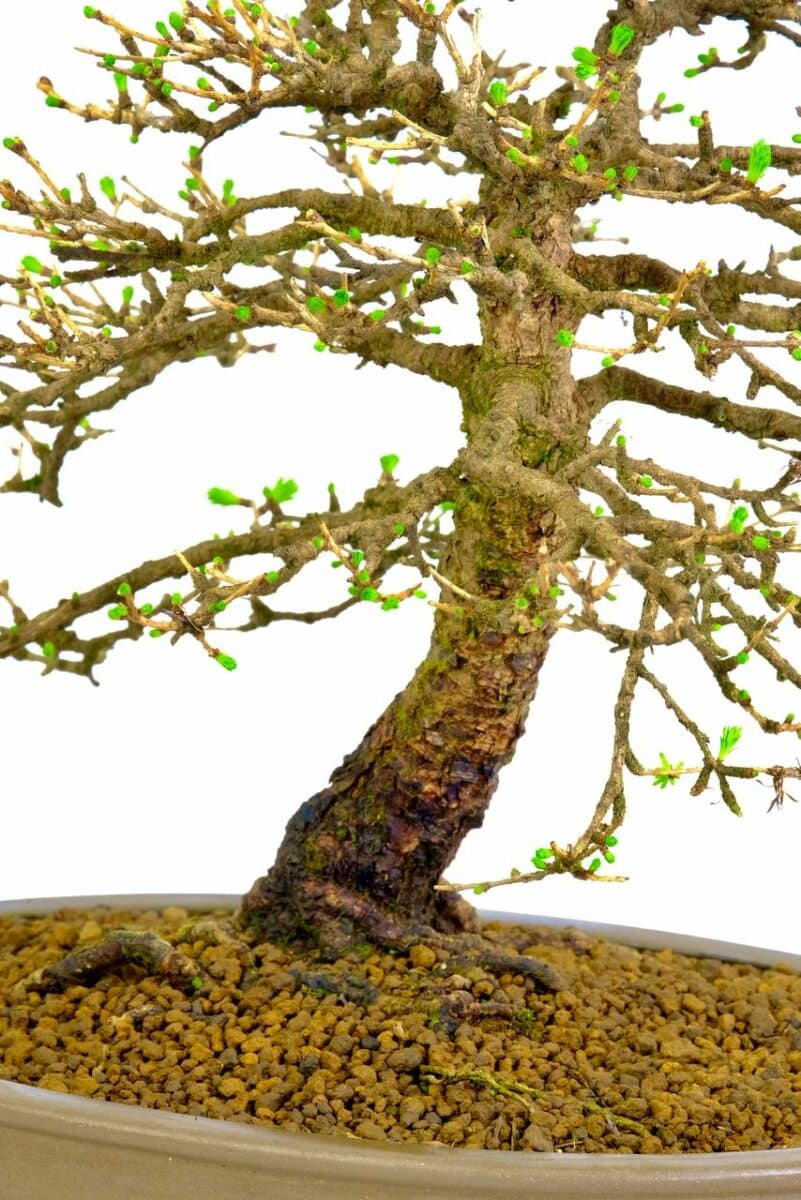 Wonderful green buds