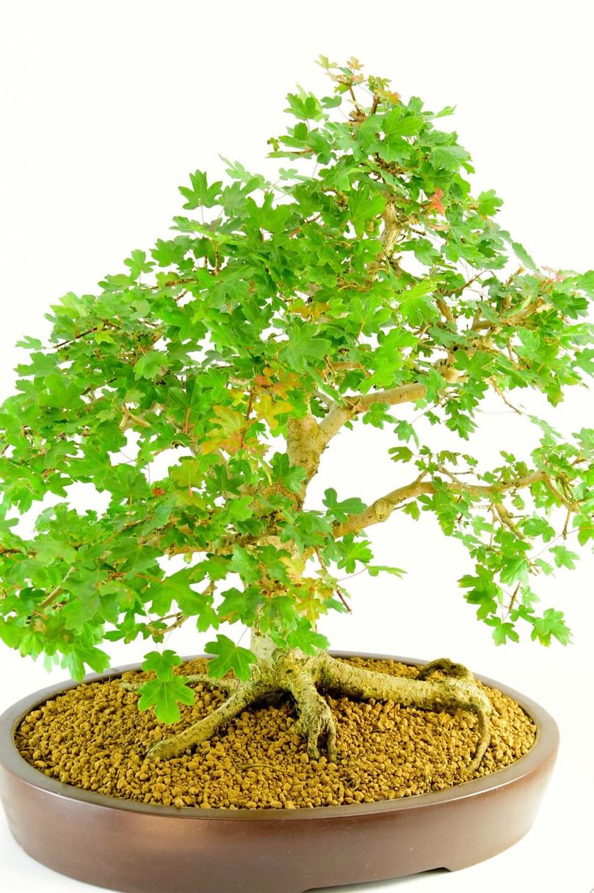 Outstanding Specimen English Maple Outdoor Bonsai - 26 years