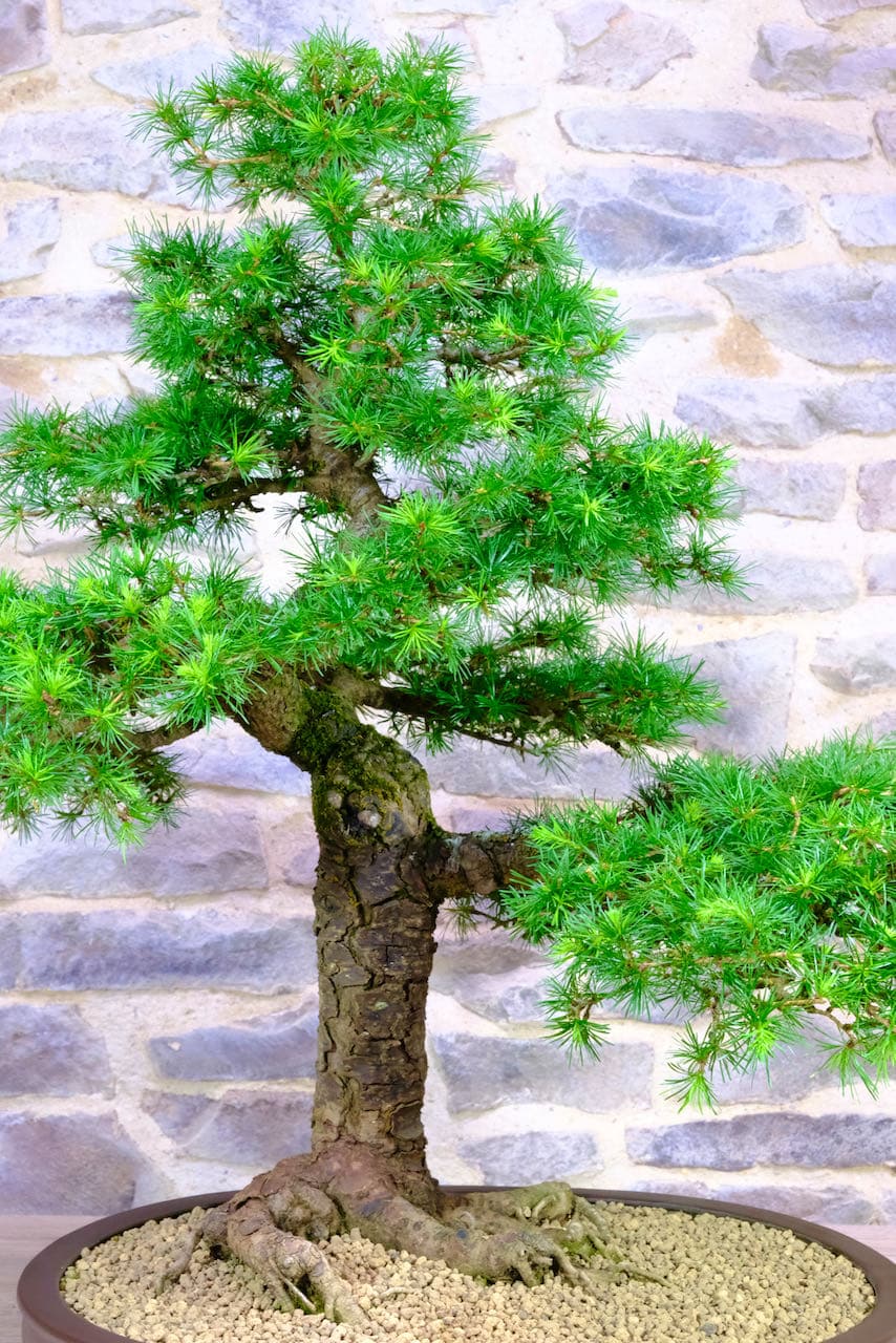 Age to Craggy bark adds more character