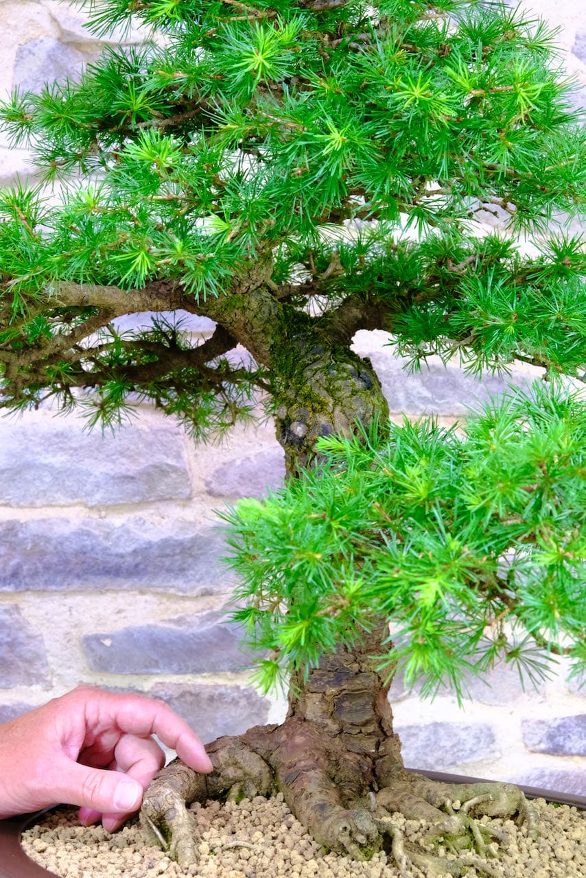 Bright green needles form rosette shapes
