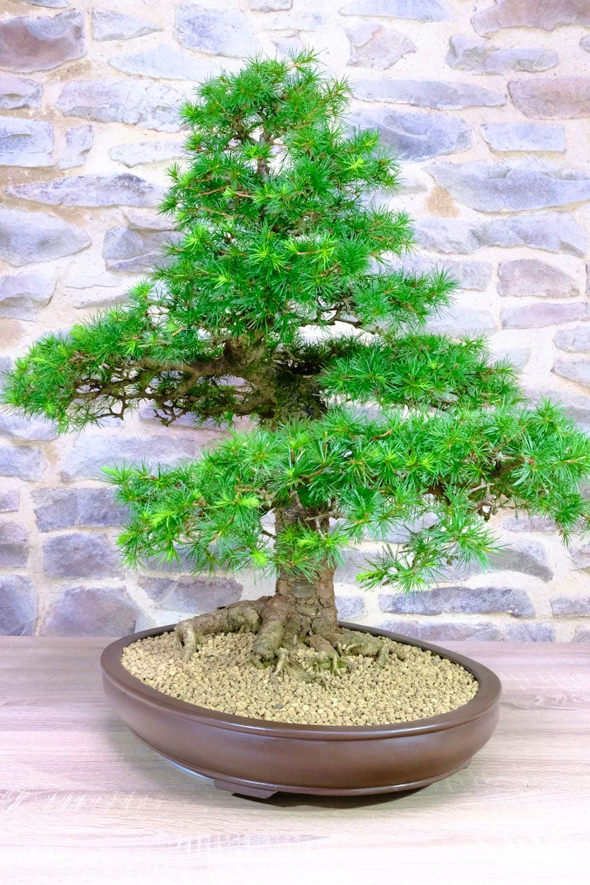 The exposed root flare is truly sublime