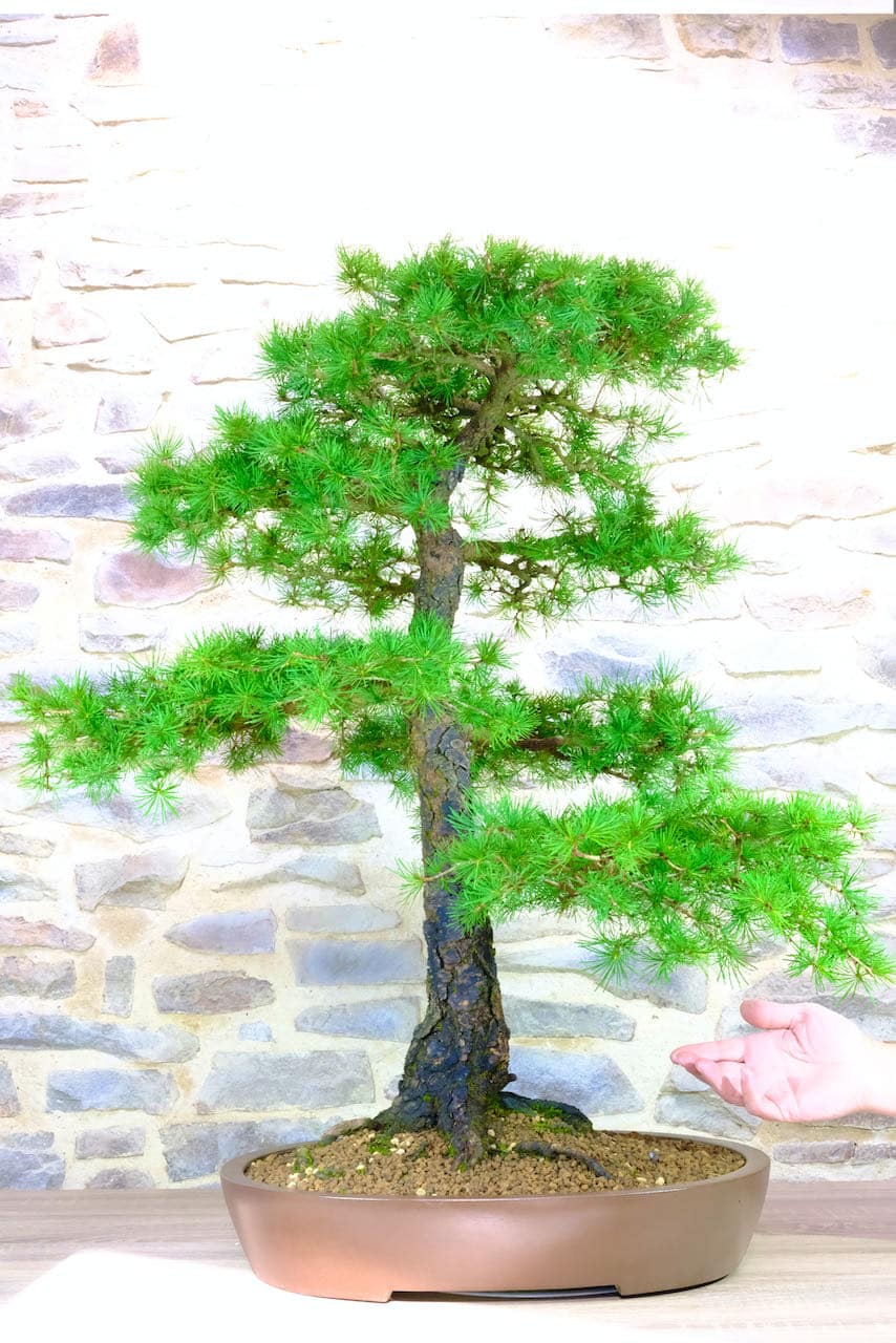 38 year old Larch bonsai for sale