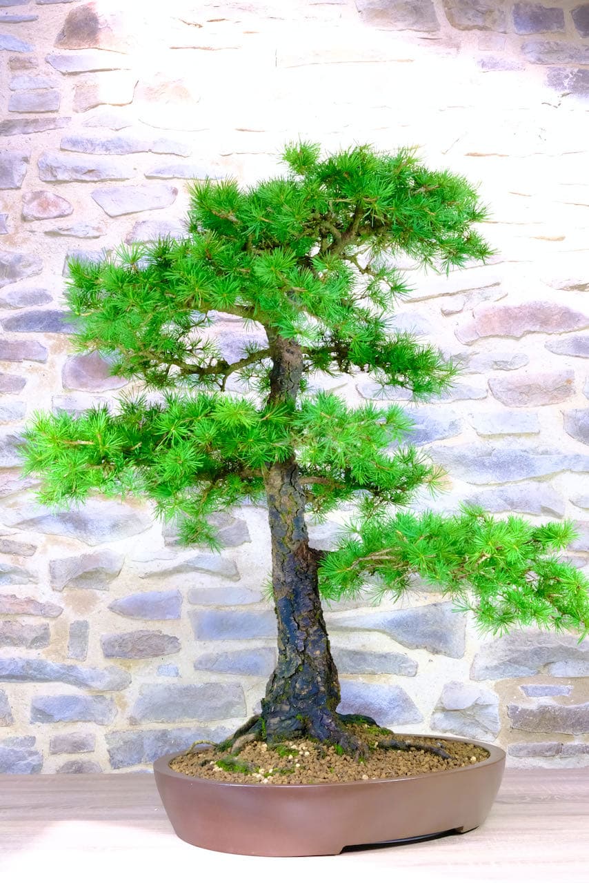 Iridescent needles form rosettes