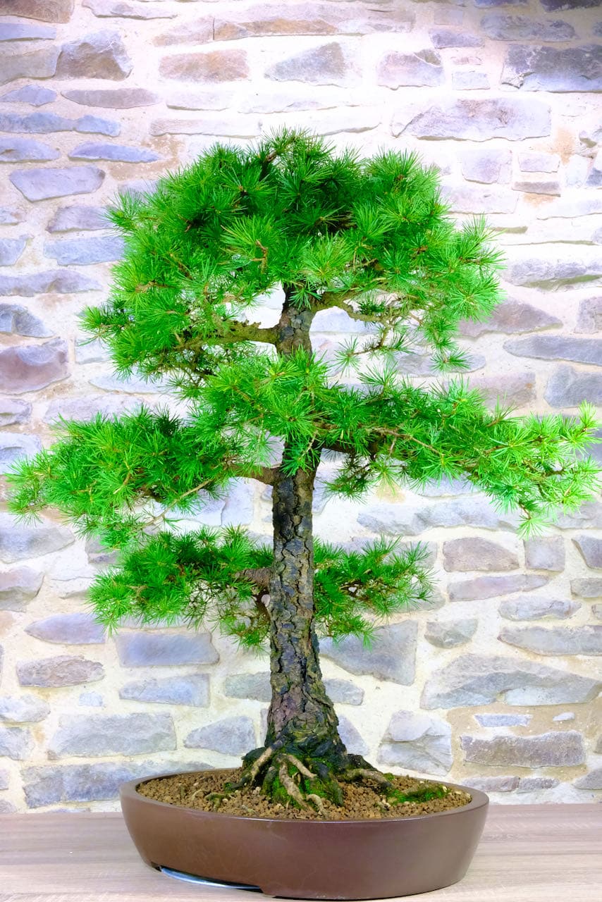 The bark is beautiful aged naturally and flaky and craggy