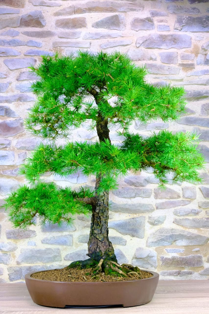 Supreme styling - styled by Bonsai Master Lloyd Noall