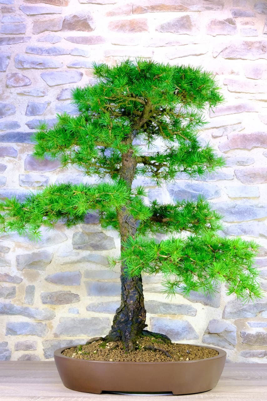 Amazing Larch Larix huge and mighty specimen