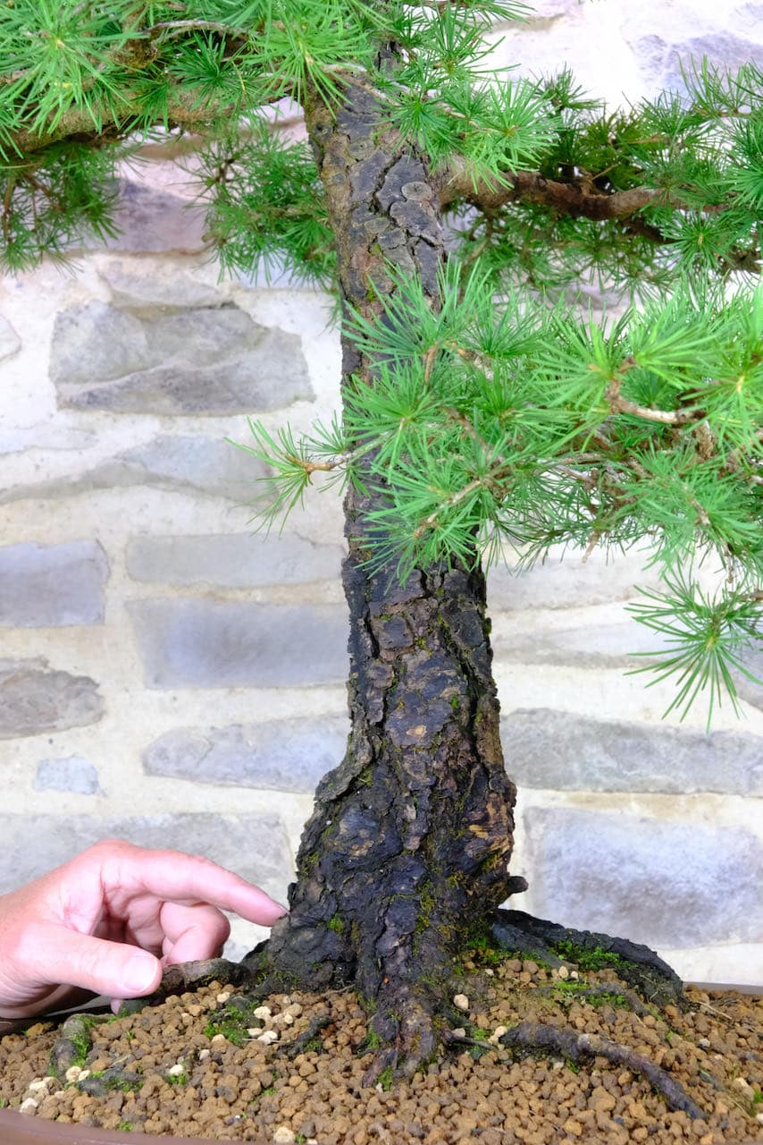 Close up of roots and bark detail