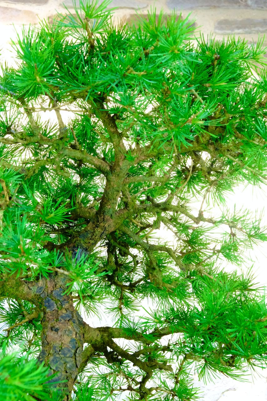 The golden autumnal colour is spectacular