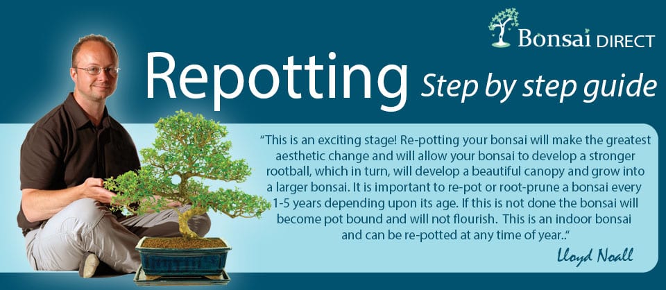 Bonsai Step by step potting guide