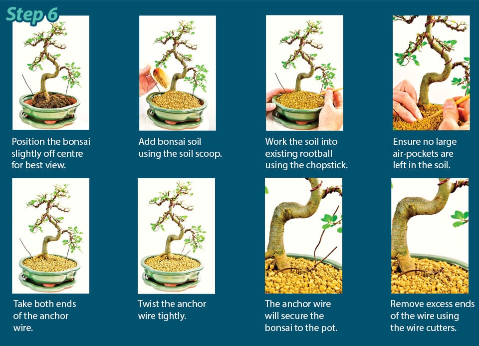 Bonsai Pottig Guide Step 6