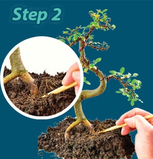 Bonsai potting step 2