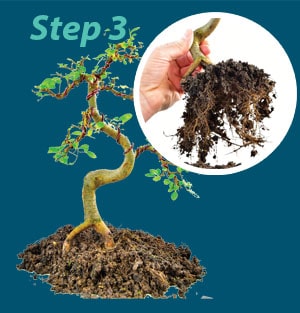 Bonsai Potting Guide Step 3