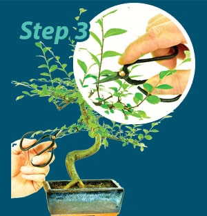 Pruning guide step 3