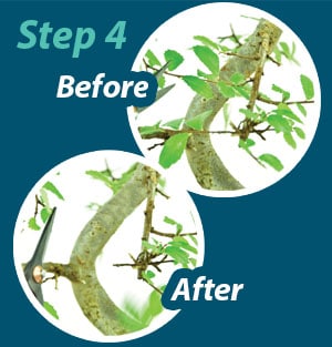 Bonsai pruning guide step 4