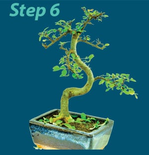 Bonsai pruning guide step 6