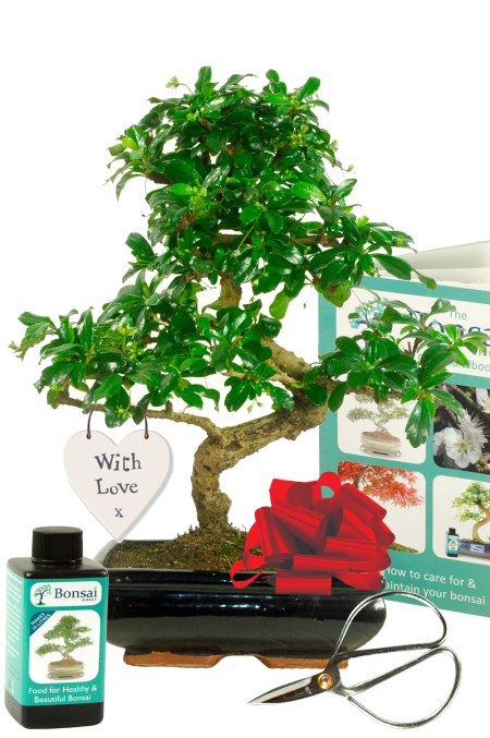 "With Love" flowering indoor bonsai tree with care kit