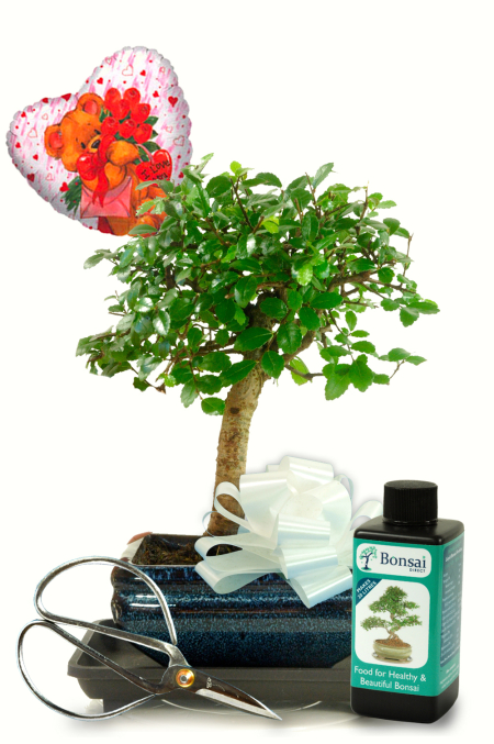 Romantic gifts | Baby bonsai gift set with care kit