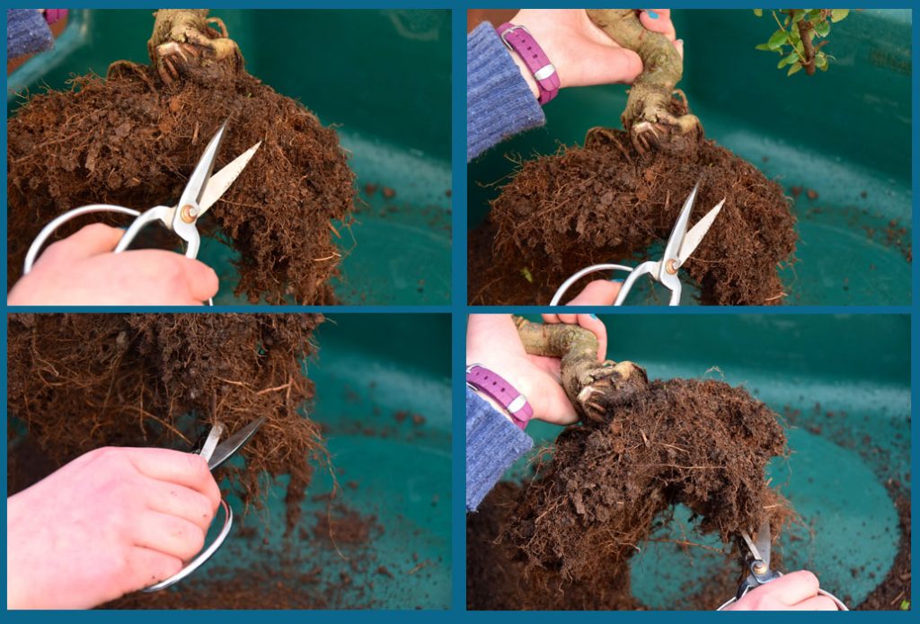 How do I root prune my bonsai tree?