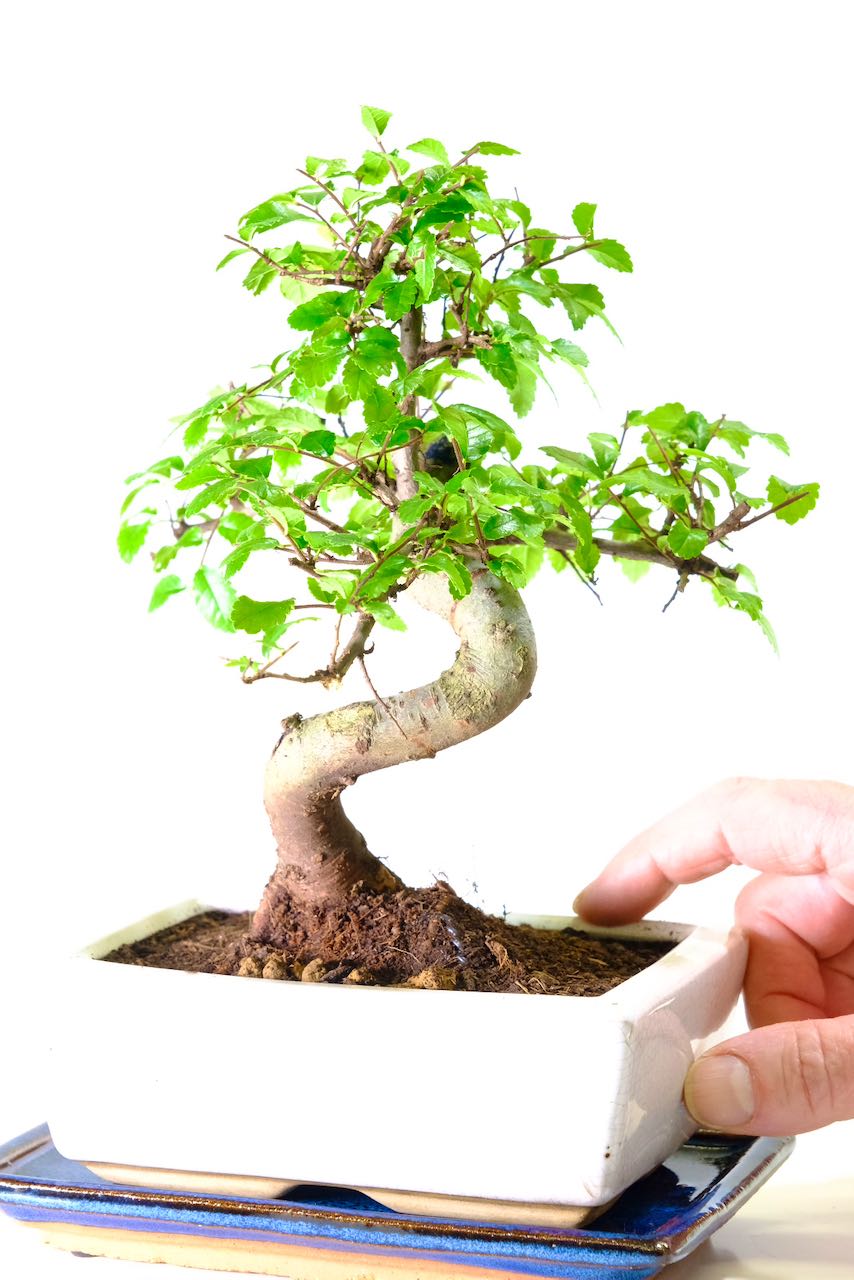 Colourful and artistic bonsai