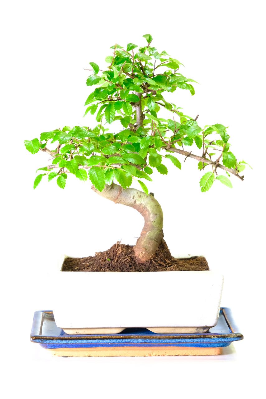 Powerful twisty Chinese Elm indoor bonsai
