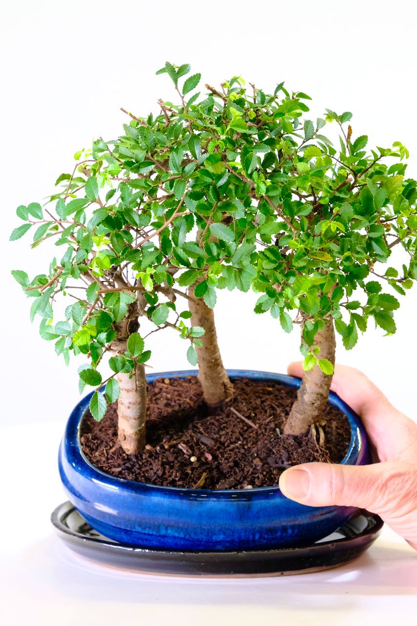 Triple Ulmus parvifolia bonsai tree