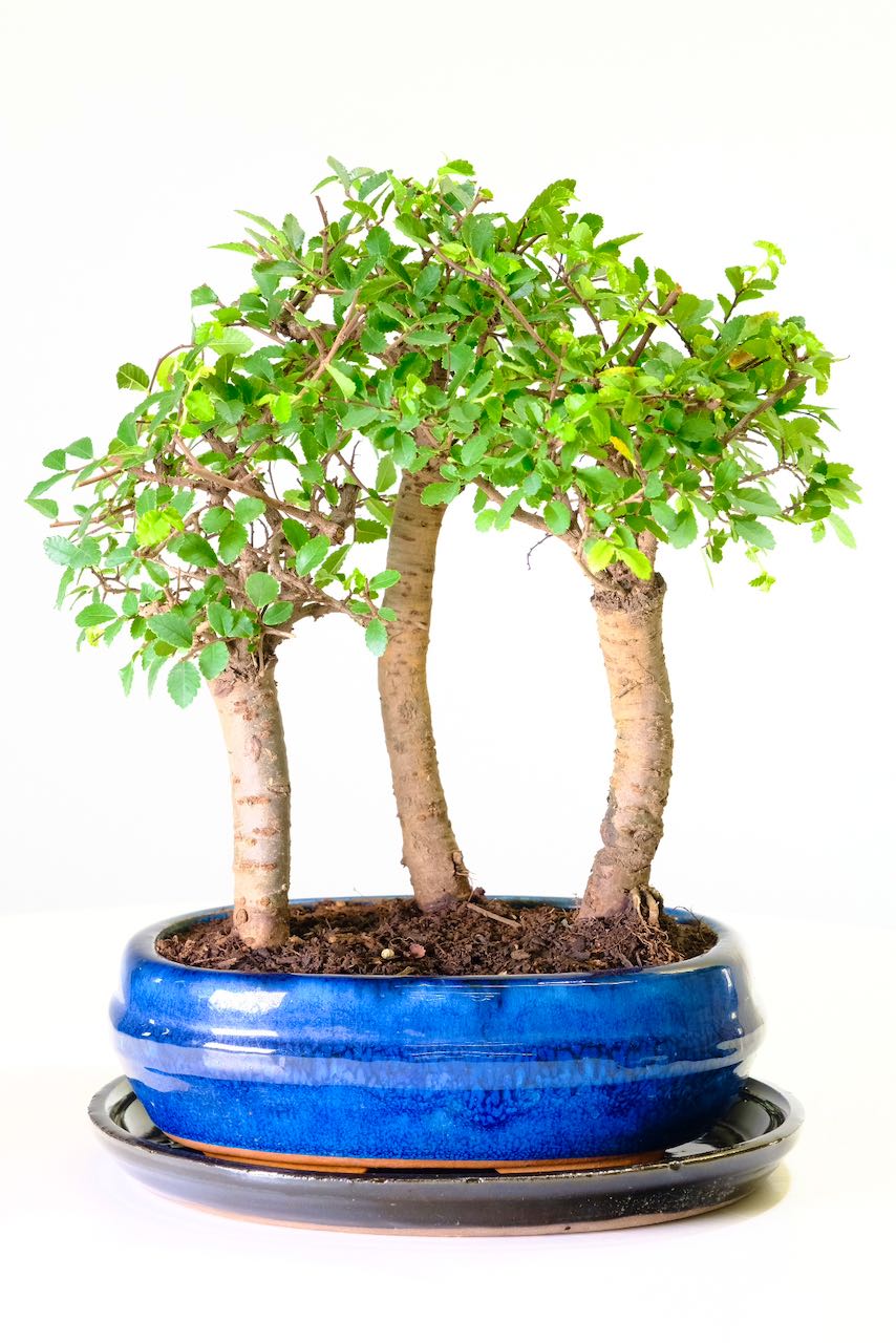 Beautiful Chinese Elm forest
