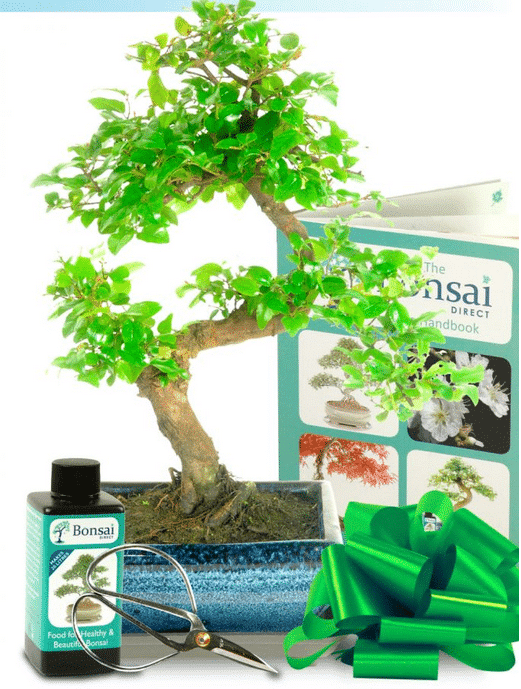 Fruiting beginenrs indoor bonsai kit for sale