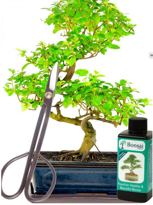 Mid sized fruting sageretia beginners kit