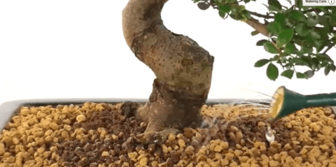 Overwatering bonsai tree symptoms