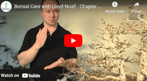Bonsai Direct DVD videos - Bonsai Tree tutorials