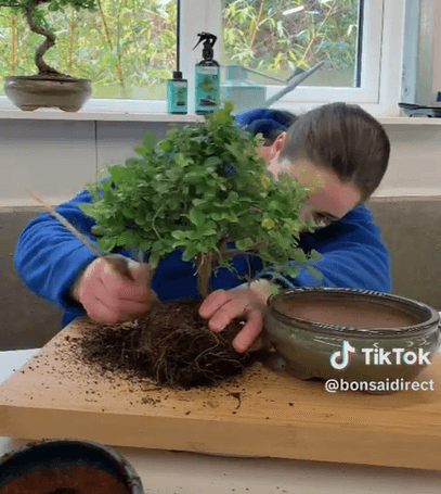 Repotting bonsai trees