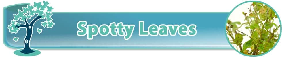 Spotty bonsai tree leaves