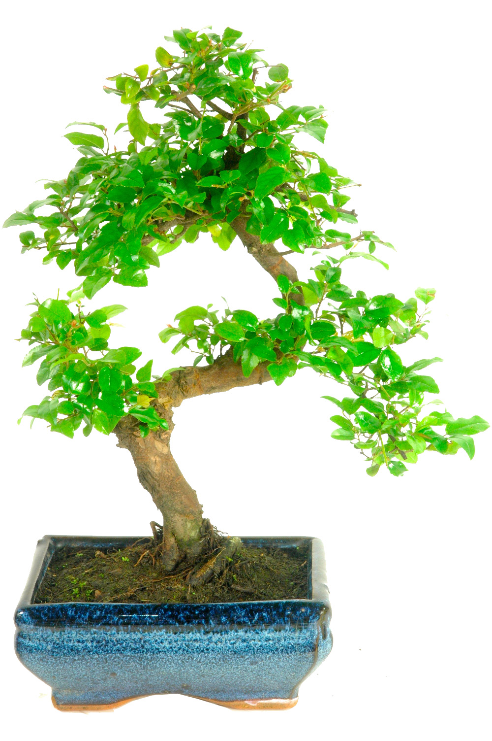 Sweet Plum (sageretia theezans) twisty indoor bonsai for sale