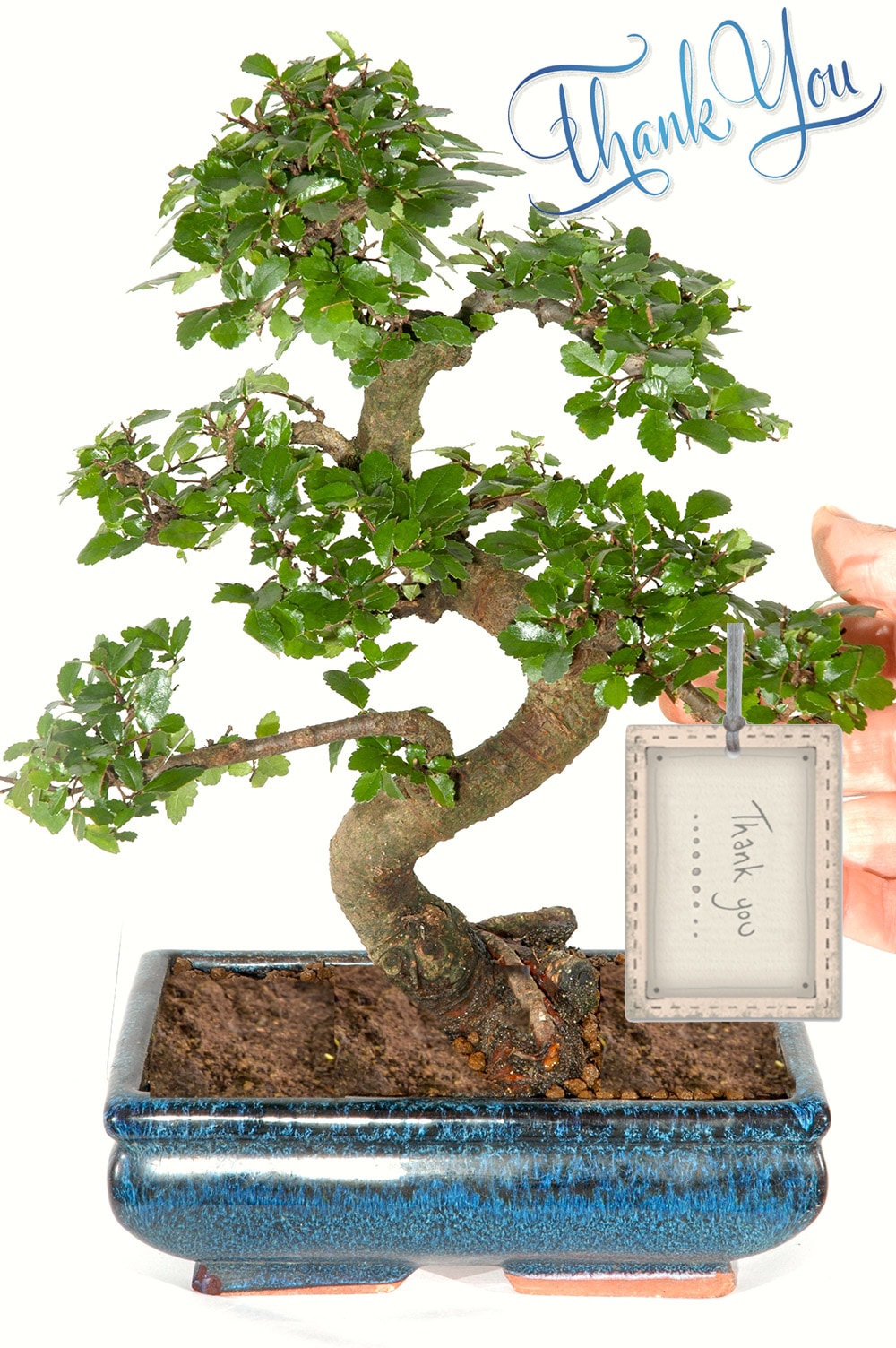 Thank you bonsai tree gift for sale