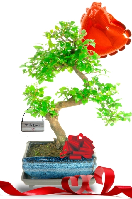 Twisty Happy Valentine's Day Fruiting Indoor Bonsai