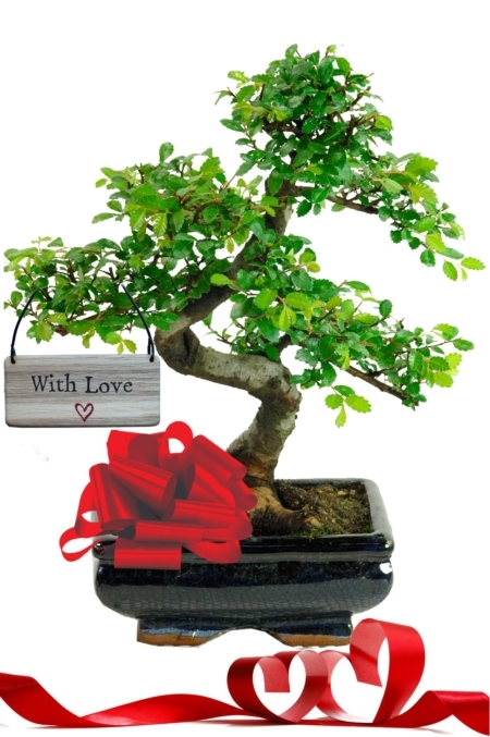With Love Valentines day bonsai gift