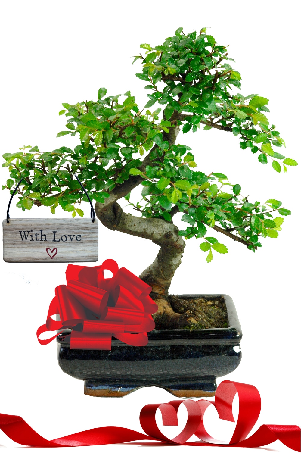 With Love Valentines day bonsai gift