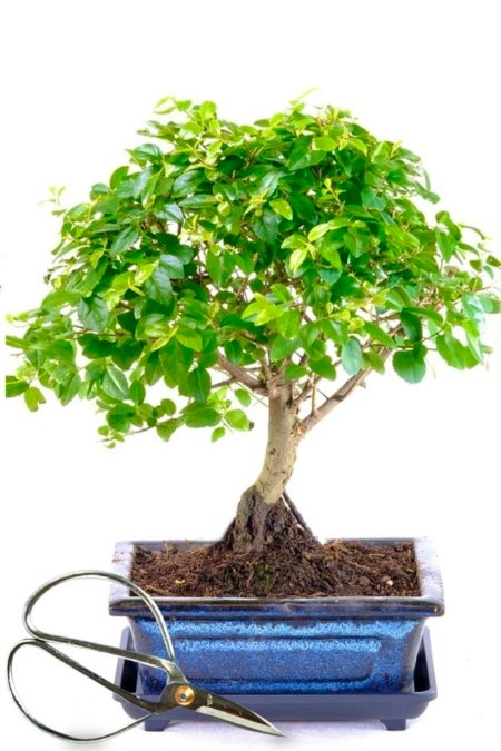 Mini Sweet Plum Indoor Bonsai