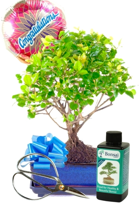 Fruiting Chinese Sweet Plum congratulations bonsai gift UK