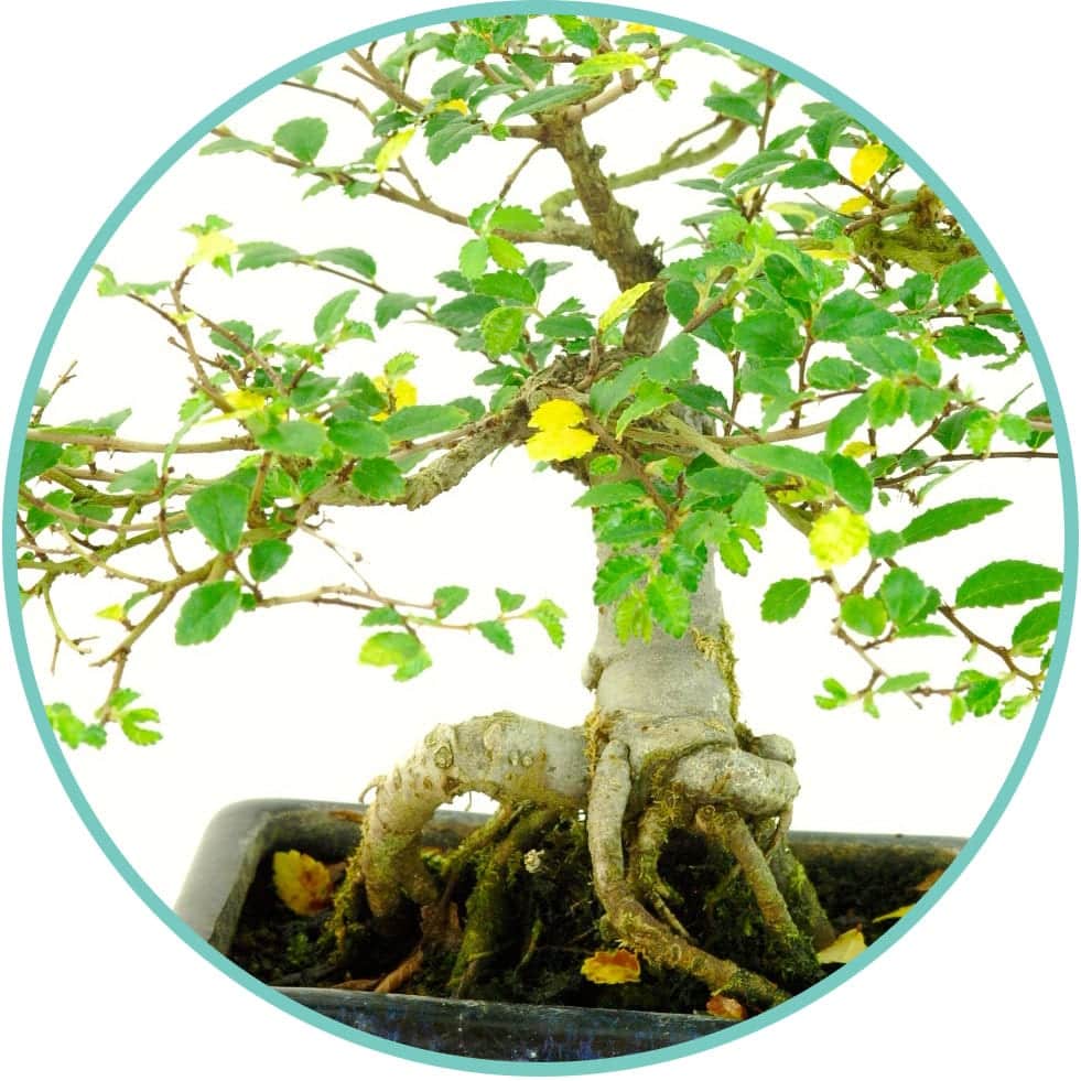 Yellow bonsai tree leaves