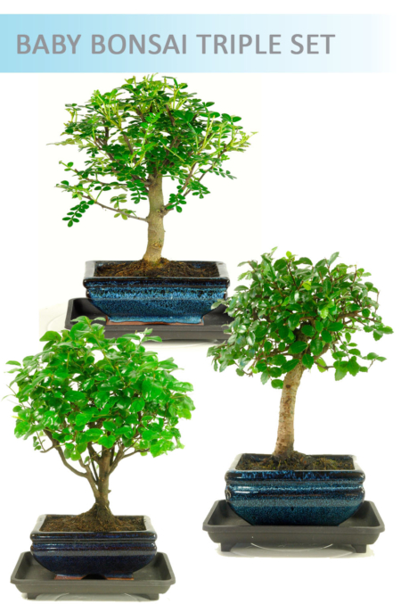 Baby Bonsai Triple Pack - Best Buy