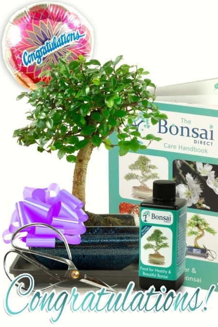 Beautiful Congratulations Bonsai Kit