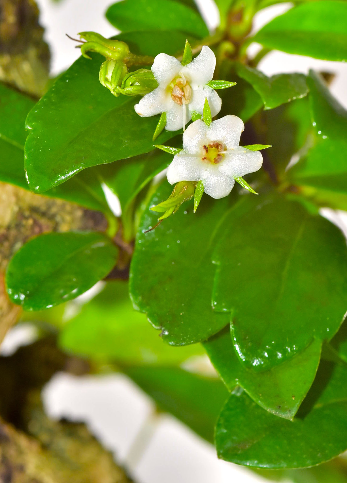 Beautiful white bonsai flowers